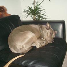 Amerikansk staffordshire terrier Delightful Diablo