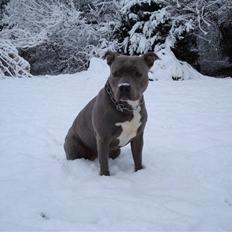 Amerikansk staffordshire terrier Delightful Diablo
