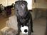 Shar pei Sumo - Fodbold.... Forstår dog ikke foskellen på bolden og Fars ben!!!!