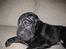 Shar pei Sumo - Ligger lige her og crasher....