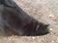 Schipperke Sylvester - Far sagde mus