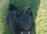 Schipperke Sylvester - Hej med dig.