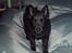 Schipperke Sylvester - Det er min sækkestol.