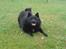 Schipperke Sylvester - Kom nu....leg med mig.