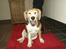 Beagle Betty