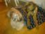 Lhasa apso werner