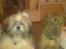 Lhasa apso werner - Min bedste ven Aslan