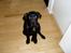 Labrador retriever Nando R.I.P - Se hvor pænt jeg sidder
