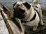Mops Manfred - knuselsker min bamse :)
