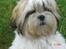 Shih tzu Gizmo