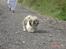 Shih tzu Gizmo