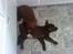 Labrador retriever chivas<33 R.I.P :'( :'( - sammen med hans ene bror<3 