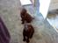 Labrador retriever chivas<33 R.I.P :'( :'( - chivas & hans bror <3 