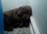 Labrador retriever chivas<33 R.I.P :'( :'( - nurrh <3 