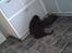 Labrador retriever chivas<33 R.I.P :'( :'( - la mig være jeg er træt ! ;D <3 