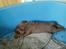 Labrador retriever chivas<33 R.I.P :'( :'( - jeg er træt ;D 