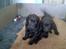 Labrador retriever chivas<33 R.I.P :'( :'( - dem igen <3 
