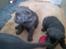 Labrador retriever chivas<33 R.I.P :'( :'( - dem alle 3 <3 ;D 