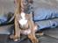 Boxer KATO