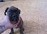 Boxer KATO