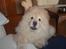 Chow chow Liusu`s Ai-lin