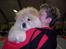 Chow chow Liusu`s Ai-lin