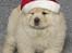 Chow chow Liusu`s Ai-lin