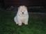 Chow chow Liusu`s Ai-lin
