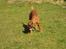 Boxer Zenta
