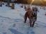 Whippet sir toby