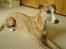 Whippet sir toby