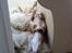 Whippet sir toby - ups.. taget på fersk gerning under en af de 10 daglige middagslure