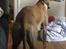 Whippet sir toby - go røv, ikk... ;o)
