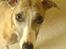 Whippet sir toby - WHAT...? Jeg har da ikke gjort noget...