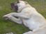 Kangal yaman