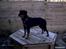 Rottweiler Paya (R.I.P)