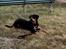 Rottweiler Paya (R.I.P)