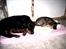 Rottweiler Paya (R.I.P) - hende og bella