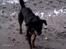 Rottweiler Paya (R.I.P)