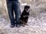 Rottweiler Paya (R.I.P)