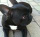 Fransk bulldog Bella