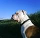 Olde english bulldogge Østergaards Six Pence