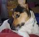 Jack russell terrier Gismo