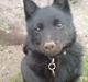 Schipperke Sylvester