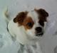 Papillon Mailo
