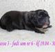 Staffordshire bull terrier Wenk Staffs Princess Coya