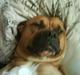 Amerikansk bulldog Bagea