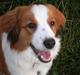 Kooikerhondje Monty