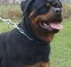 Rottweiler Frizie