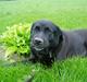 Labrador retriever LABAN (*aflivet*) 2010.